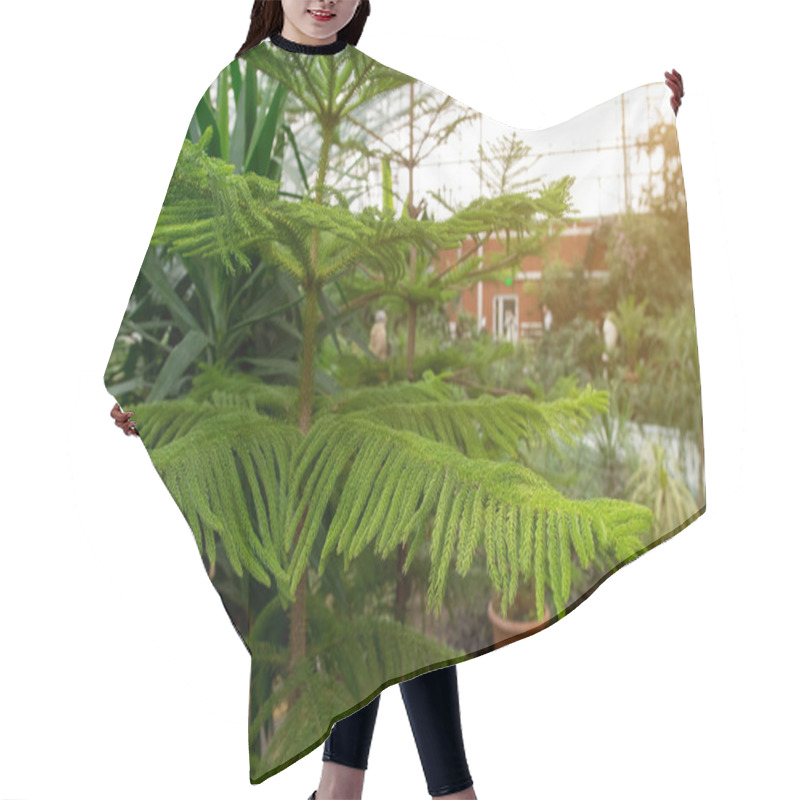 Personality  Lush Green Foliage Of A Tropical Plant In A Greenhouse, Showcasing Vibrant And Healthy Leaves. Perfect For Nature, Gardening, And Botanical Themes. Hair Cutting Cape