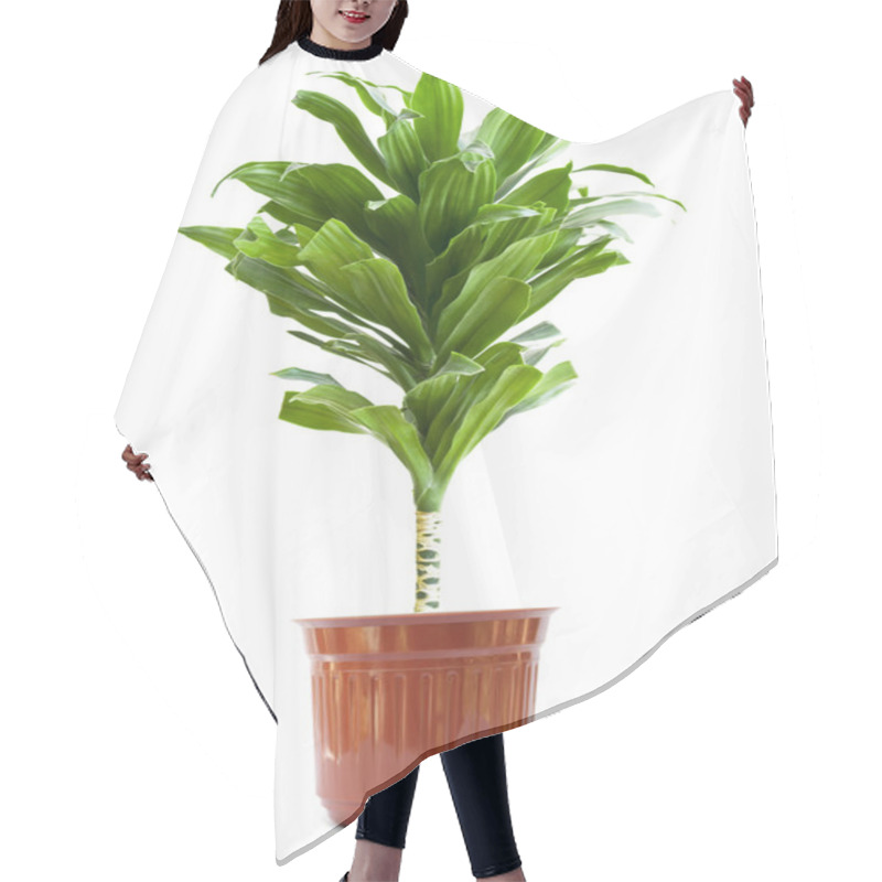 Personality  Plant Hair Cutting Cape