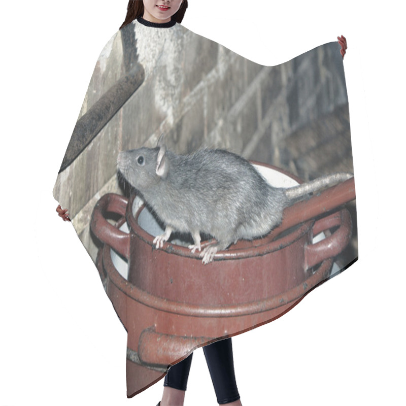 Personality  Rat On Cooking Pots Hair Cutting Cape