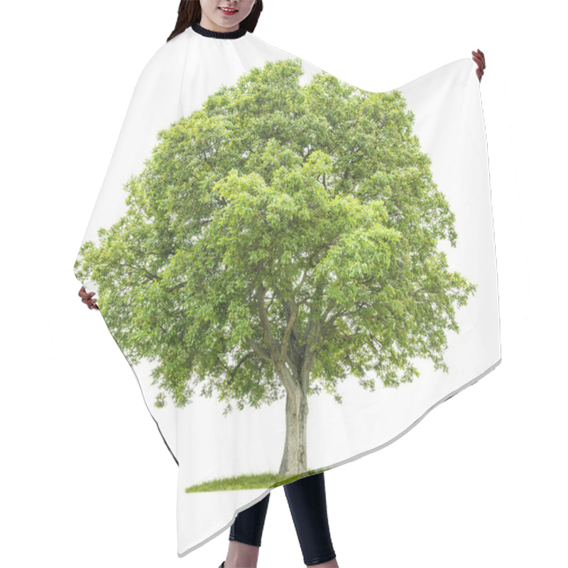 Personality  Old Walnut Tree On A White Background Hair Cutting Cape