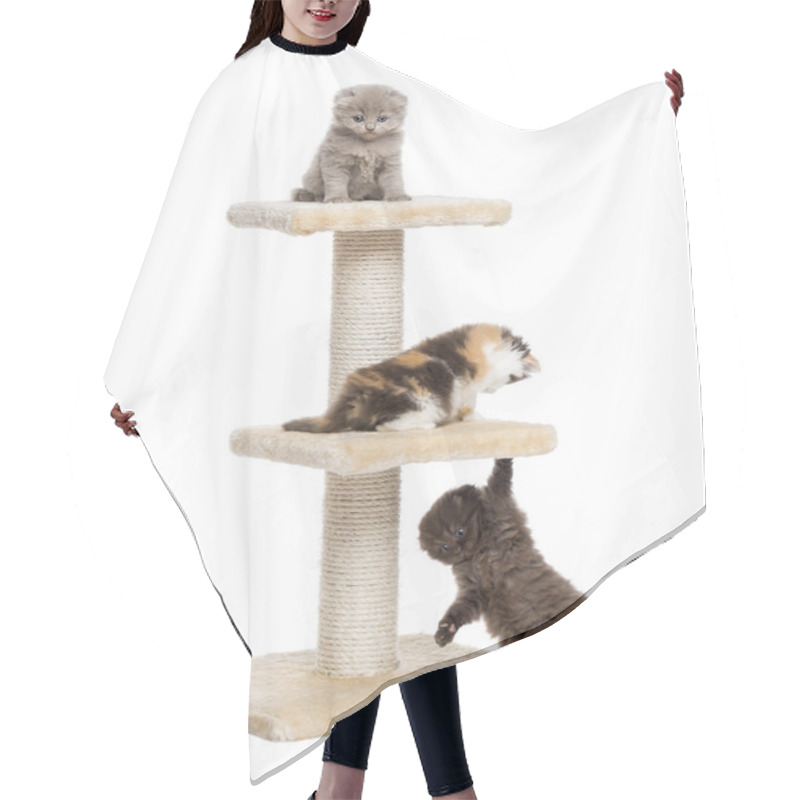 Personality  Three Highland Fold Or Straight Kittens Playing On A Cat Tree, I Hair Cutting Cape