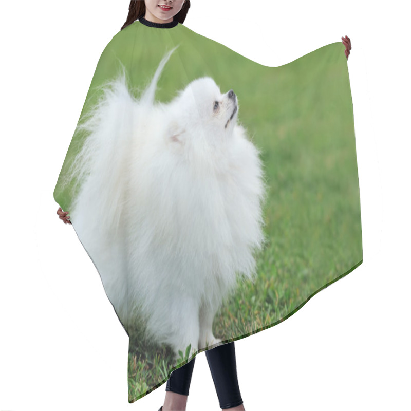 Personality  White Pomeranian Dog Hair Cutting Cape