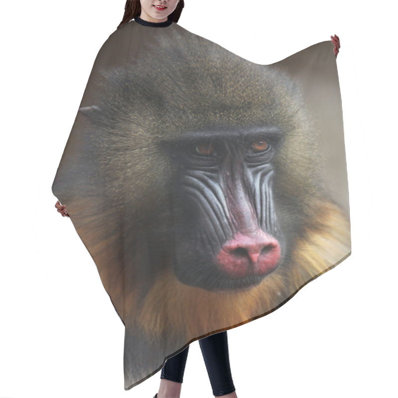 Personality  Wild Mandrill  Close Up Hair Cutting Cape