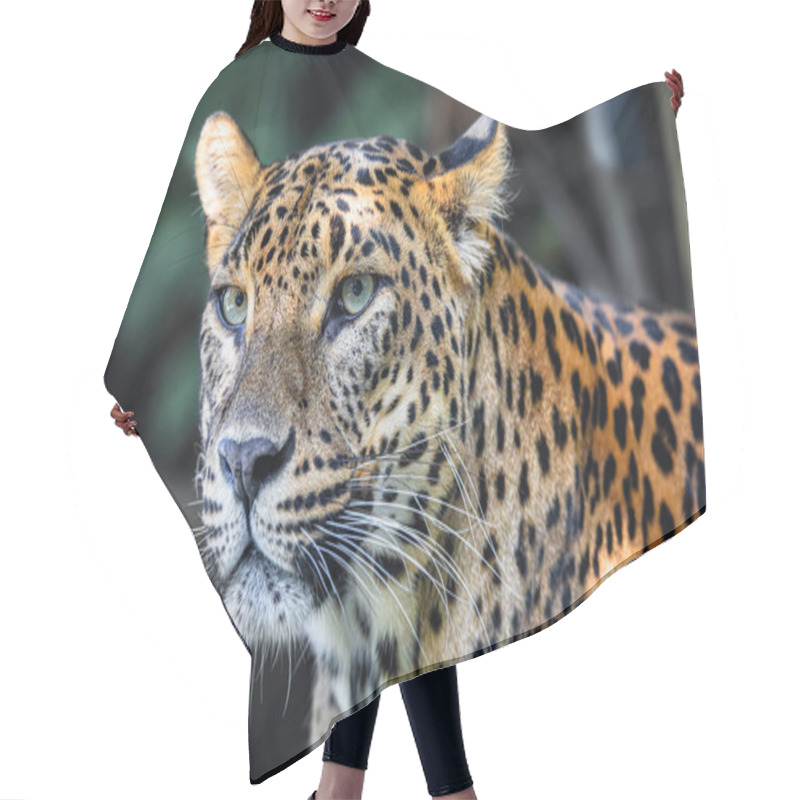 Personality  Sri Lanka Ceylon Leopard, Panthera Pardus Kotiya Hair Cutting Cape