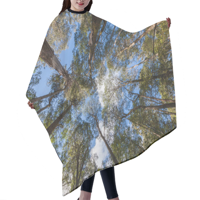 Personality  Looking High Up At Tall Eucalyptus Tree Tops In Mt. Field National Park, Tasmania, Australia. Hair Cutting Cape