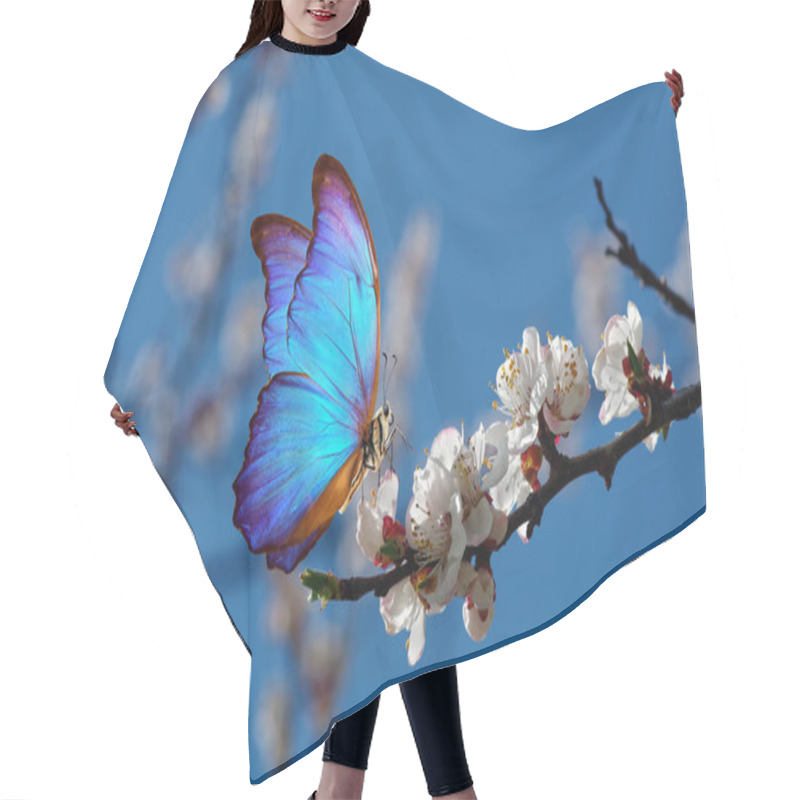 Personality  Blossoming Apricot. Branch Of Blossoming Apricot And Bright Blue Morpho Butterfly Against Blue Sky. Hair Cutting Cape