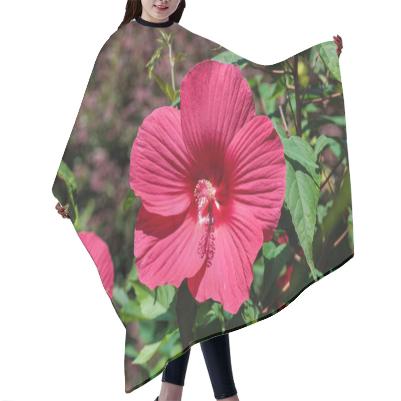 Personality  Red Hibiscus Moscheutos Flowers Blooming In Summer In The Garden. Hair Cutting Cape