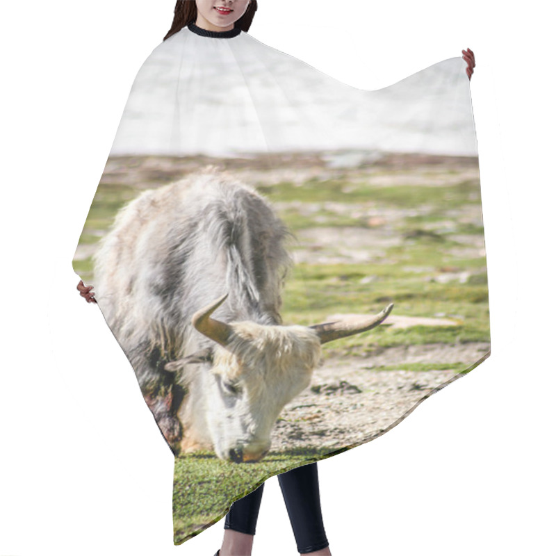 Personality  Big White Yak Grazing Hair Cutting Cape