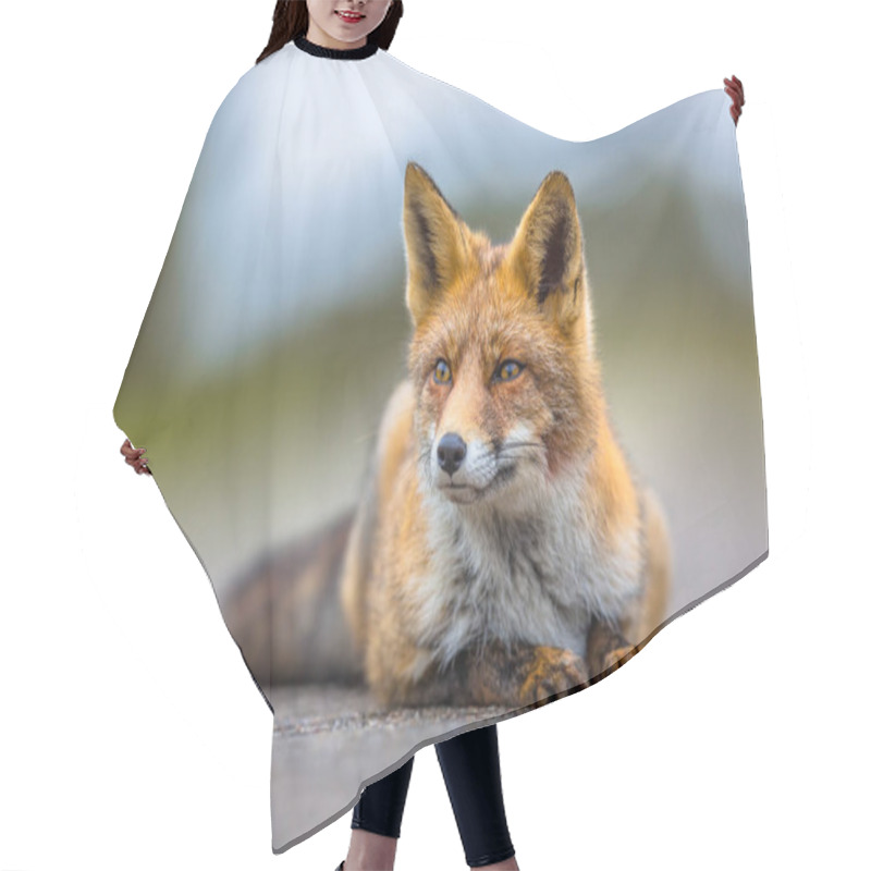 Personality  Watching European Red Fox Lying On The Ground Hair Cutting Cape