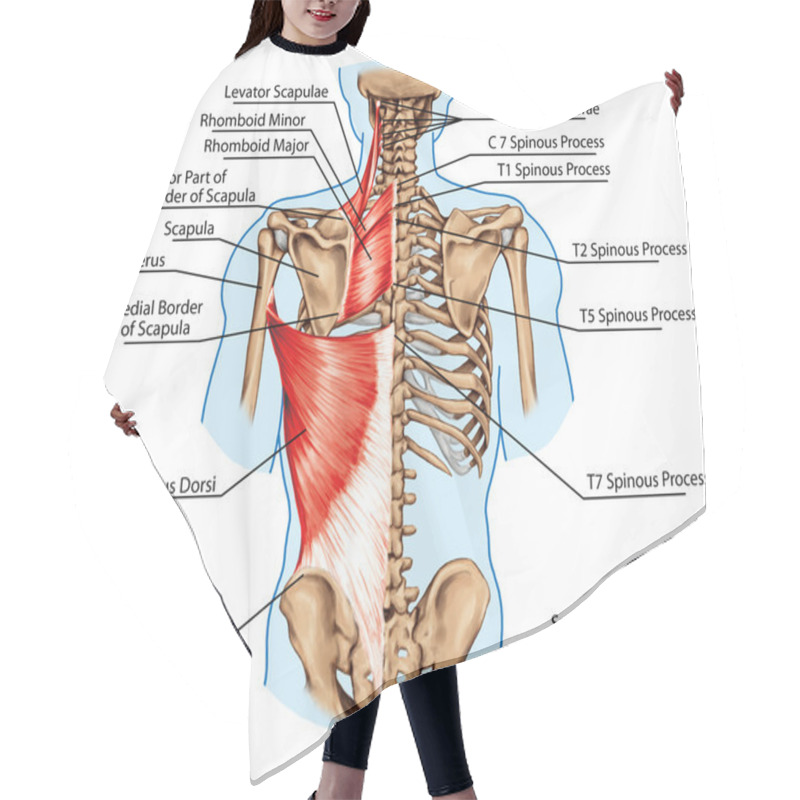 Personality  Rhomboid Minor And Rhomboid Major, Levator Scapulae And Latissimus Dorsi Muscles - Didactic Board Of Anatomy Of Human Bony And Muscular System, Posterior View Hair Cutting Cape