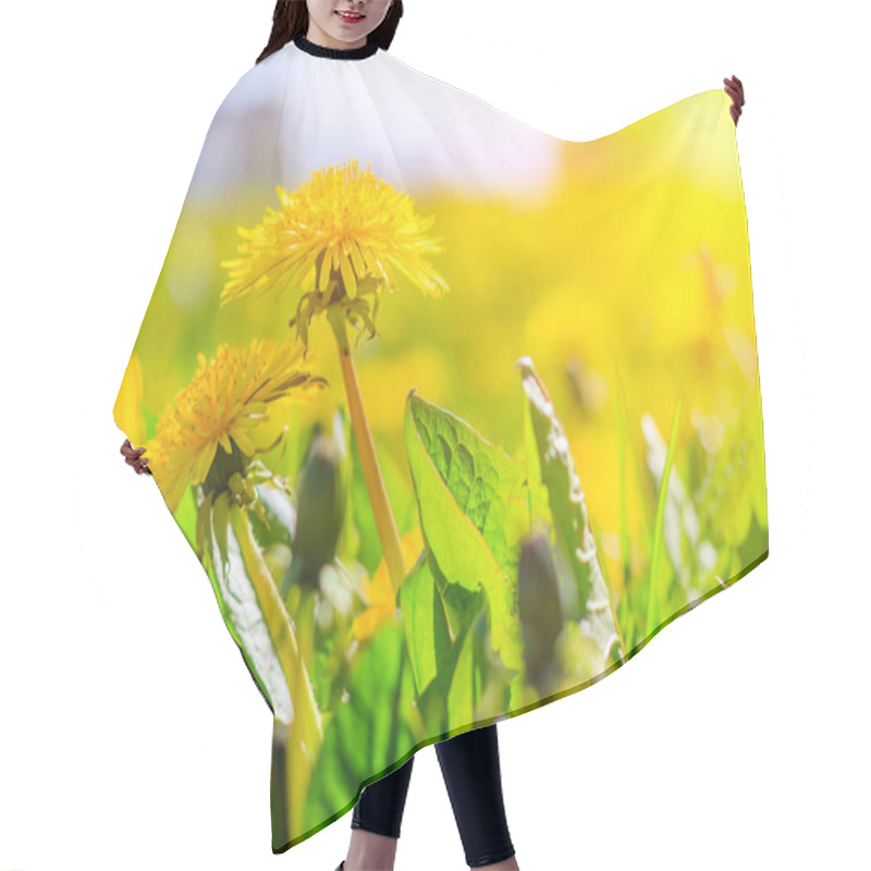 Personality  A Field Of Dandelions. An Article About Summer Flowers. Beautiful Yellow Flowers Background With Light. Bright Summer Sunny Flowers. Dandelions Hair Cutting Cape