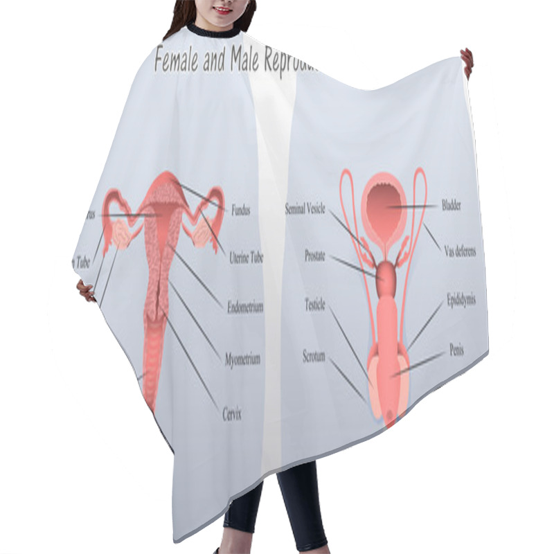 Personality  Female And Male Reproductive Systems Diagram Hair Cutting Cape