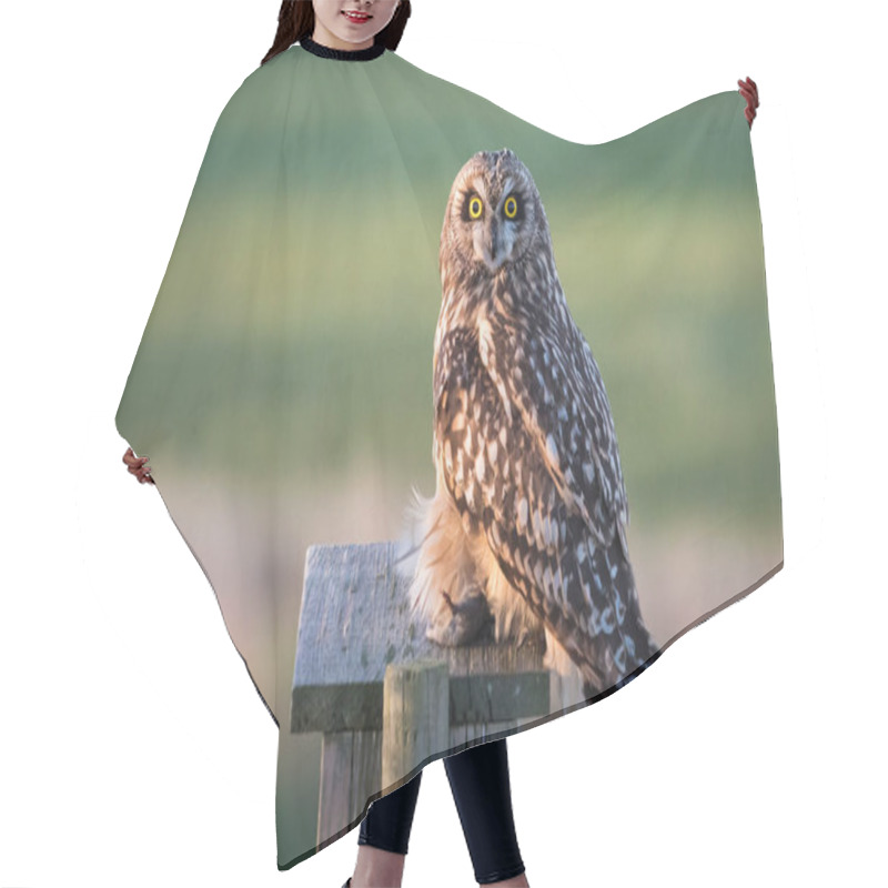 Personality  Short Eared Owl In The Wild Hair Cutting Cape