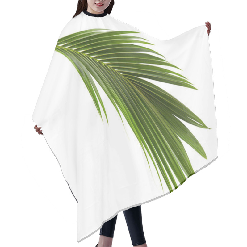 Personality  Coconut Leaves Or Coconut Fronds, Green Plam Leaves, Tropical Foliage Isolated On White Background With Clipping Path Hair Cutting Cape