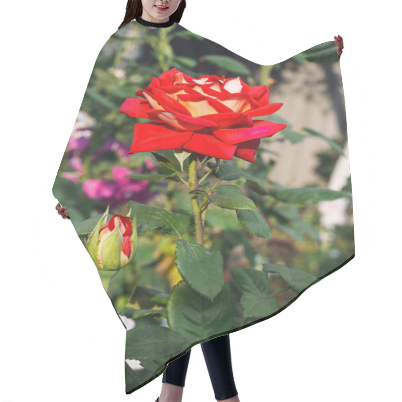 Personality  Beautiful Red Rose With  Leaves In  Summer Garden On Background Of Greenery Hair Cutting Cape