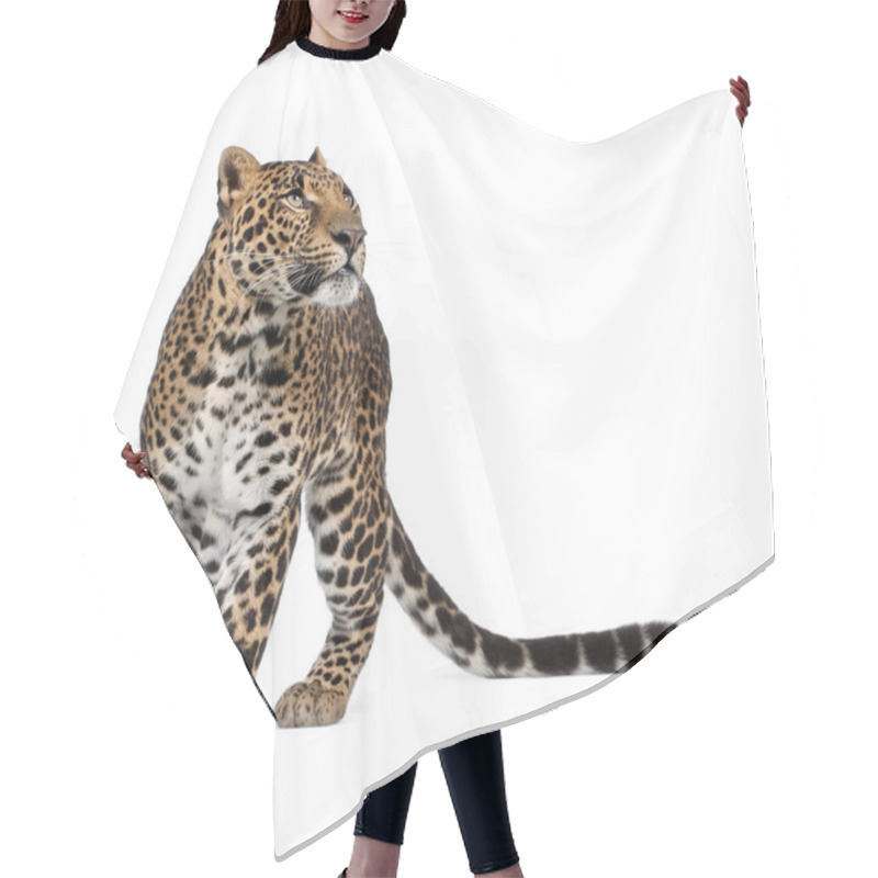 Personality  Leopard, Panthera Pardus, Walking And Looking Up Against White Background, Studio Shot Hair Cutting Cape