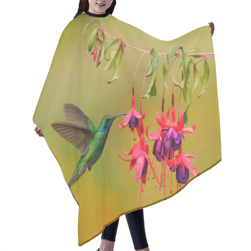 Personality  Green Hummingbird Green Violet-ear Hair Cutting Cape