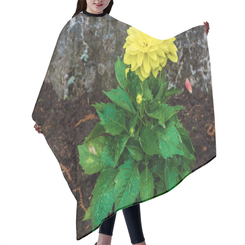 Personality  Dahlia Bush With A Bright Yellow Flower And Bright Green Leaves Against The Background Of A Large Gray Stone. Hair Cutting Cape