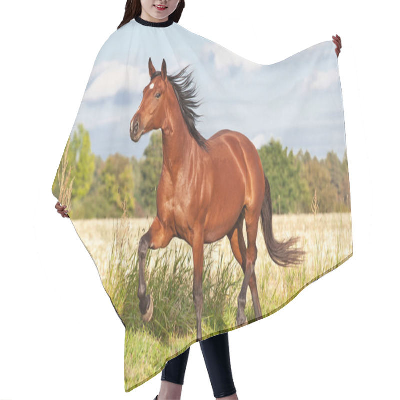 Personality  Nice Brown Horse Running On The Pasture In Summer Hair Cutting Cape