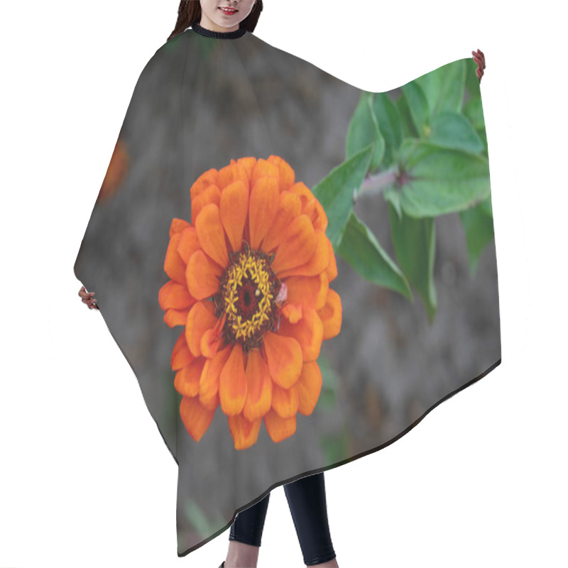 Personality  Orange Zinnia Flower Blossom. Close Up Hair Cutting Cape