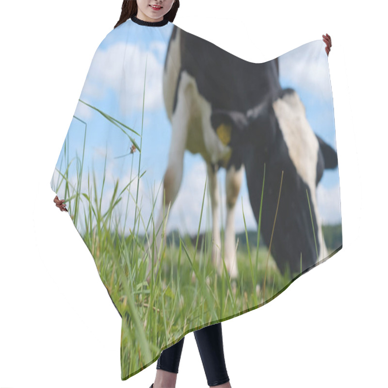 Personality  Black And White Cow On A Green Summer Meadow. Hair Cutting Cape