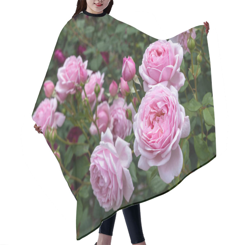 Personality  Beautiful Pink Rose Flowers Blooming In A Garden Hair Cutting Cape