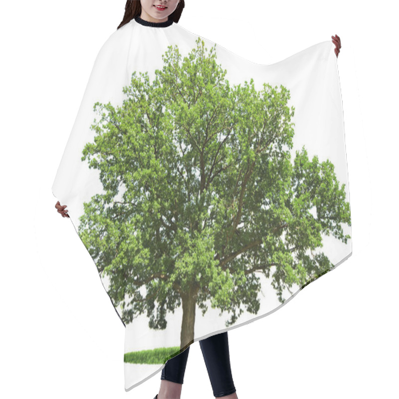 Personality  The Big Tree - Oak Is Isolated On A White Background Hair Cutting Cape