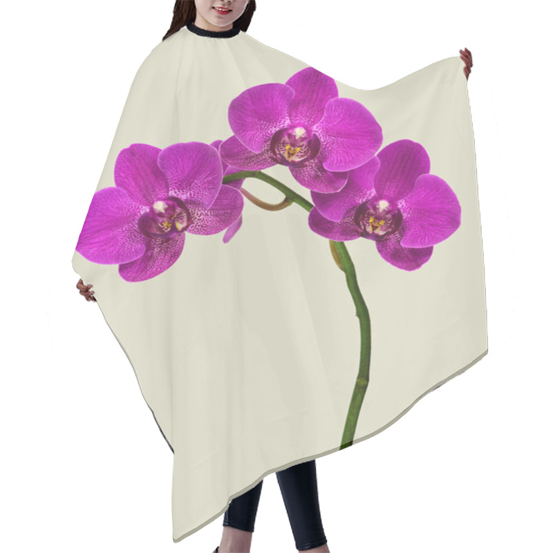 Personality  Macro High Resolution Of Dendrobium Orchids Hair Cutting Cape