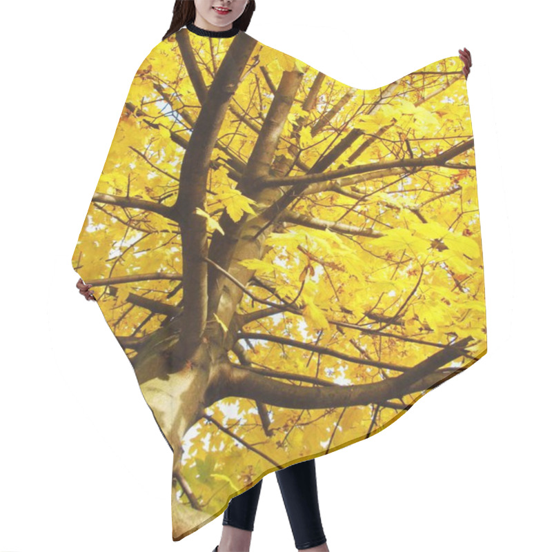 Personality  Branches Of Maple Tree With Bright Yellow Leaves In Autumn Hair Cutting Cape