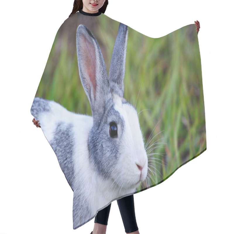 Personality  Portrait Of Gray Bunny Hair Cutting Cape