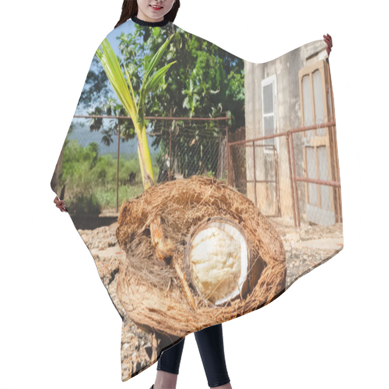 Personality  Here's A Half Of A Growing Coconut With Leaves, Shoot, Husk, Roots, And Catyledon. Hair Cutting Cape