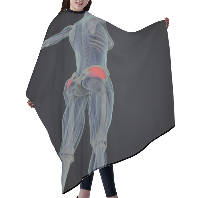 Personality  Female Fascia Lata Anatomy Model Hair Cutting Cape