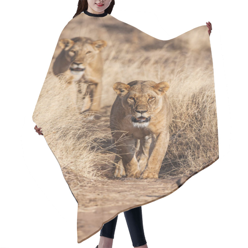 Personality  Two Lionesses Approach, Walking Straight Towards The Camera Hair Cutting Cape