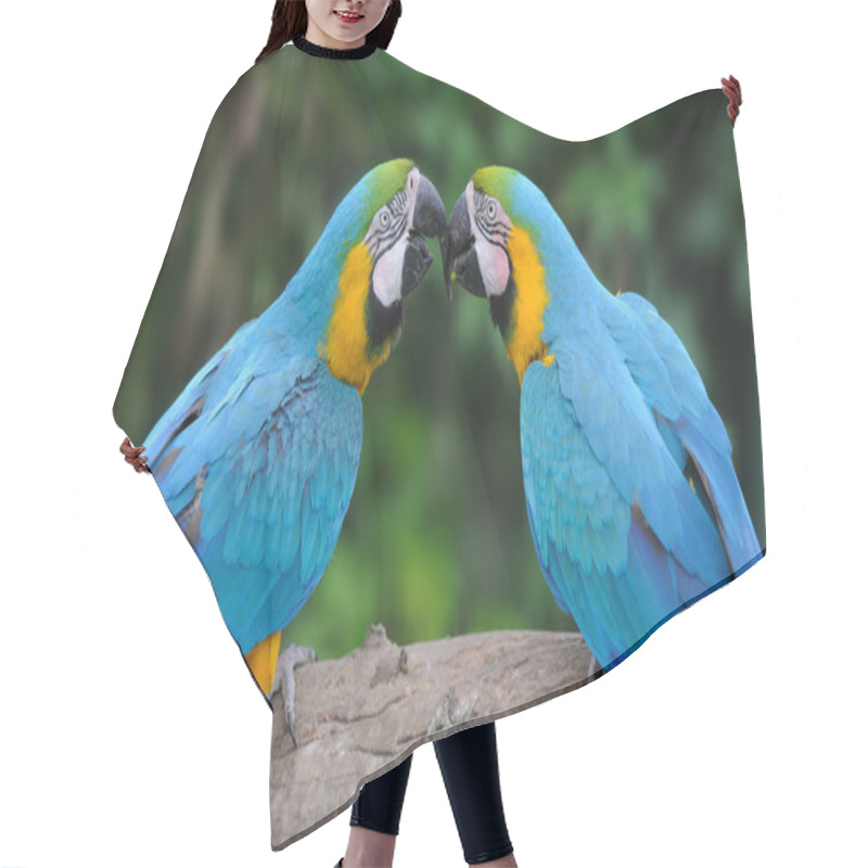 Personality  Parrot Bird (Severe Macaw) Hair Cutting Cape