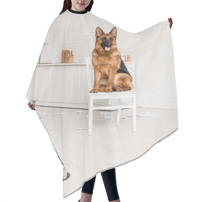 Personality  Cute German Shepherd Sitting On White Chair In Messy Kitchen Hair Cutting Cape