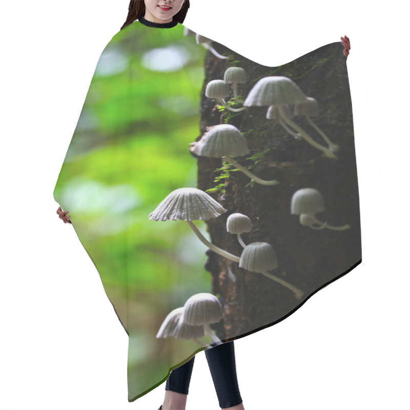 Personality  White Mushrooms Hair Cutting Cape