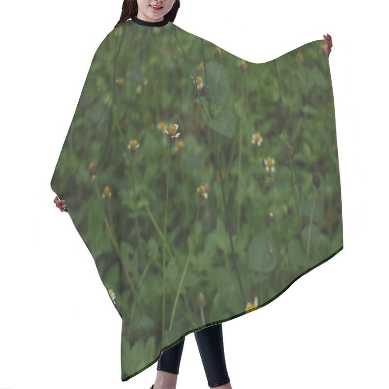 Personality  Close-up Of The Background Of Daisies On A Green Field Of Grass. Flower Backgrounds. Hair Cutting Cape