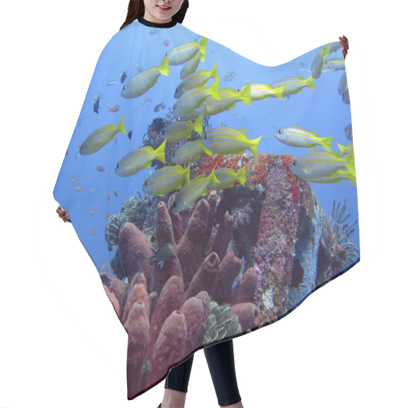 Personality  Thriving Coral Reef Alive With Marine Life And Fish, Bali Hair Cutting Cape