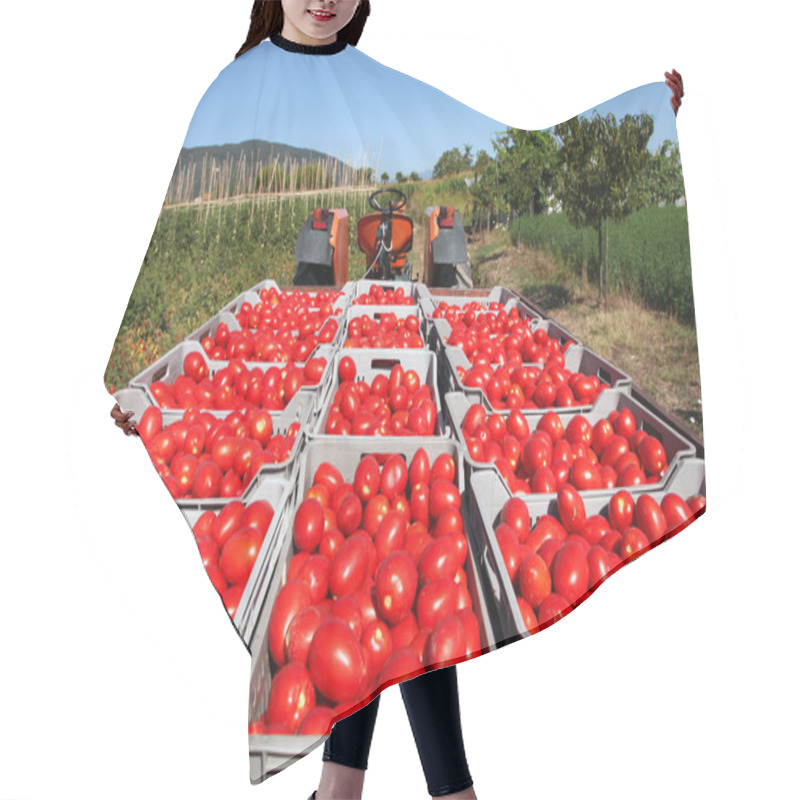 Personality  Fresh Tomatoes On Tractor Hair Cutting Cape