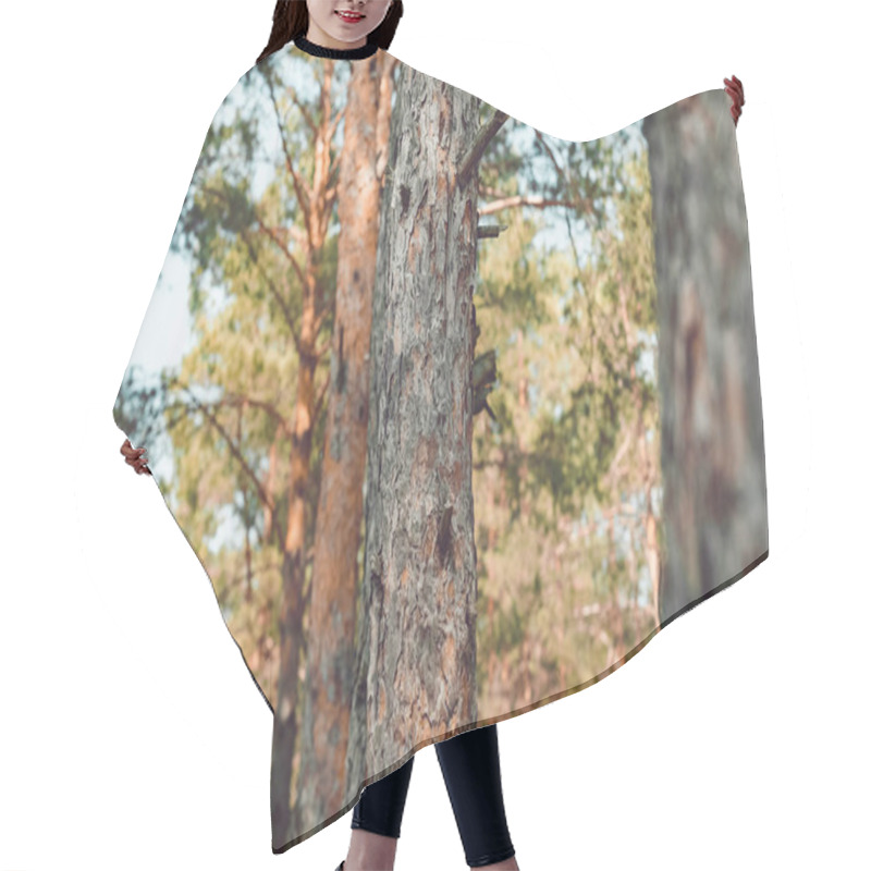 Personality  Close Up View Of Pine Trees In Forest On Summer Day Hair Cutting Cape