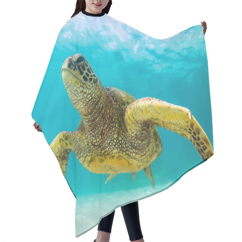 Personality  Hawaiian Green Sea Turtle Cruising In The Warm Waters Of The Pacific Ocean In Hawaii Hair Cutting Cape