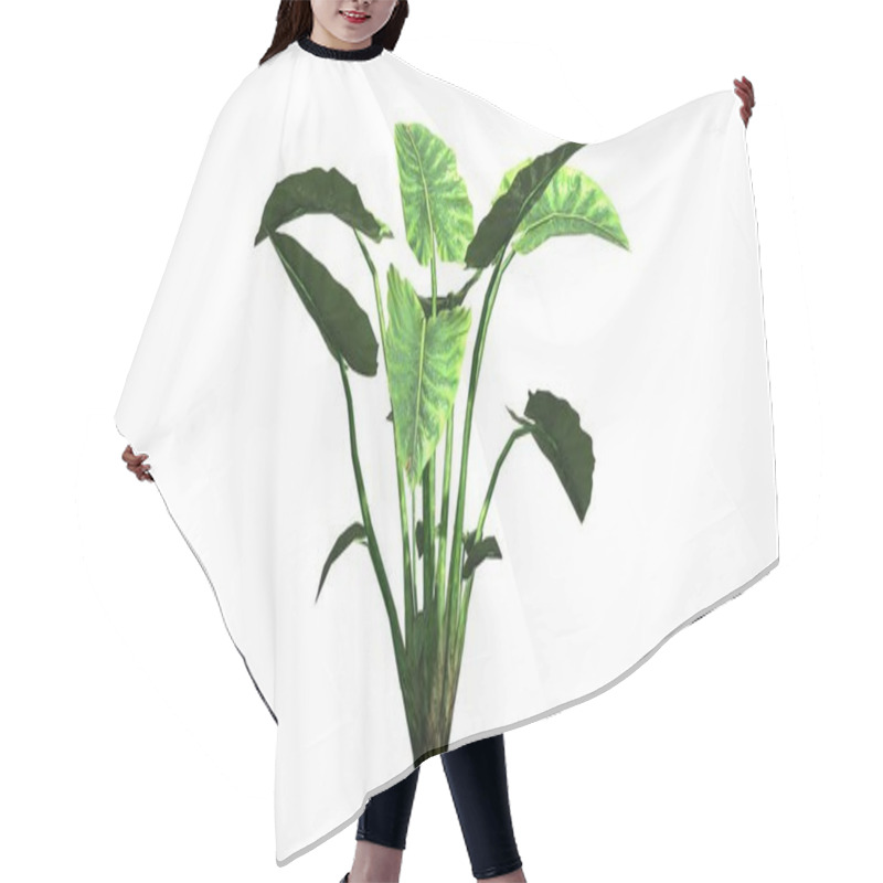 Personality  Elephant Ear Plant - On White Background Hair Cutting Cape