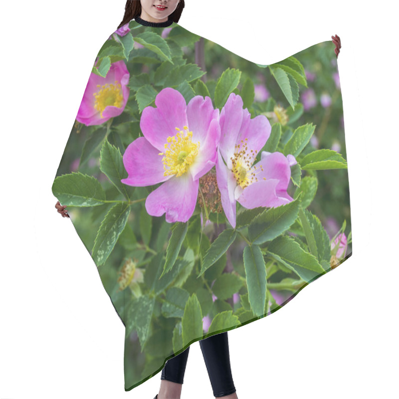 Personality  Dog-roses On A Green Bush Hair Cutting Cape