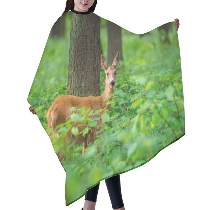 Personality  Roe Deer In The Forest Hair Cutting Cape