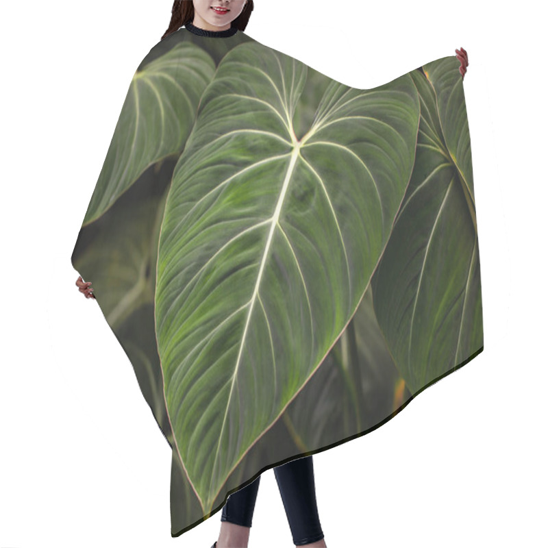 Personality  View Of Tropical Philodendron Melanochrysum Plant. Photography Of Lively Nature. Hair Cutting Cape