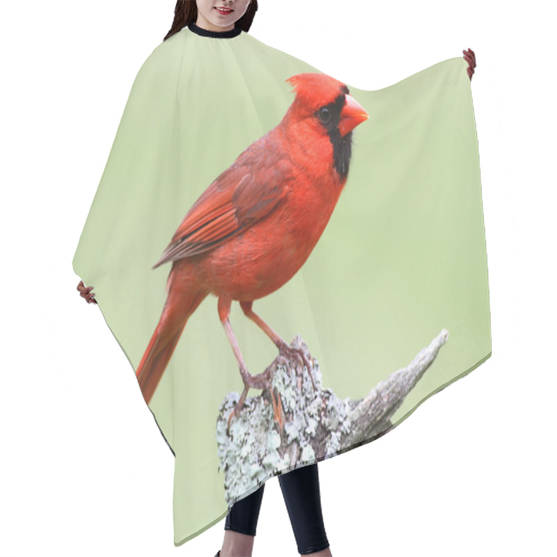 Personality  Male Northern Cardinal Hair Cutting Cape