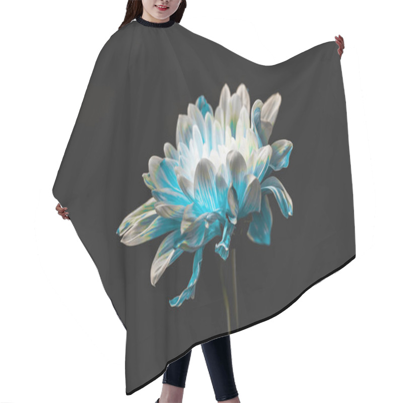 Personality  Studio Shot Of Pure Blue And White Daisy Flower, Isolated On Black Hair Cutting Cape