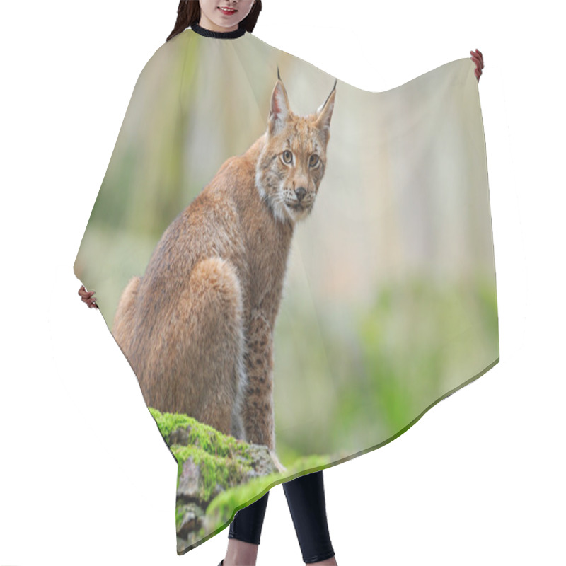 Personality  Wild Cat Eurasian Lynx Hair Cutting Cape