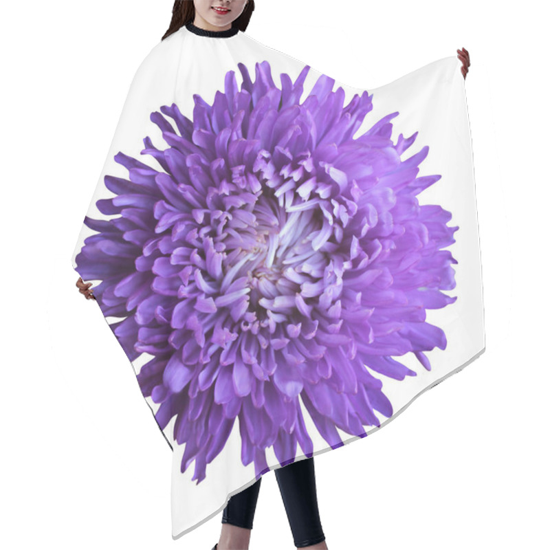 Personality  Beautiful Blue Violet Aster Flower Isolated On White Background. Natural Floral Background. Floral Design Element Hair Cutting Cape