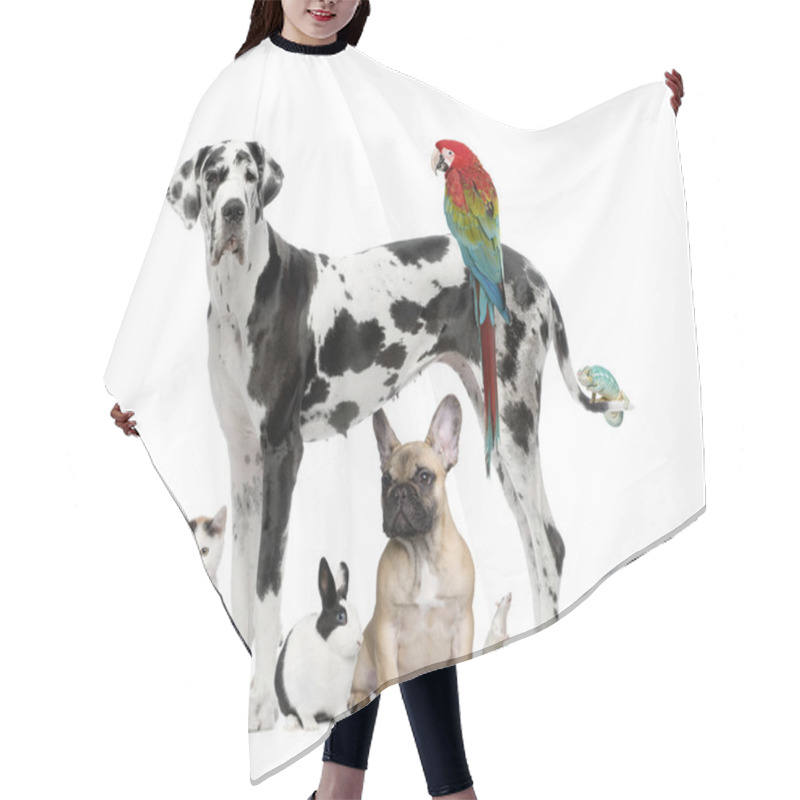 Personality  Group Of Pets Standing In Front Of White Background, Studio Shot Hair Cutting Cape